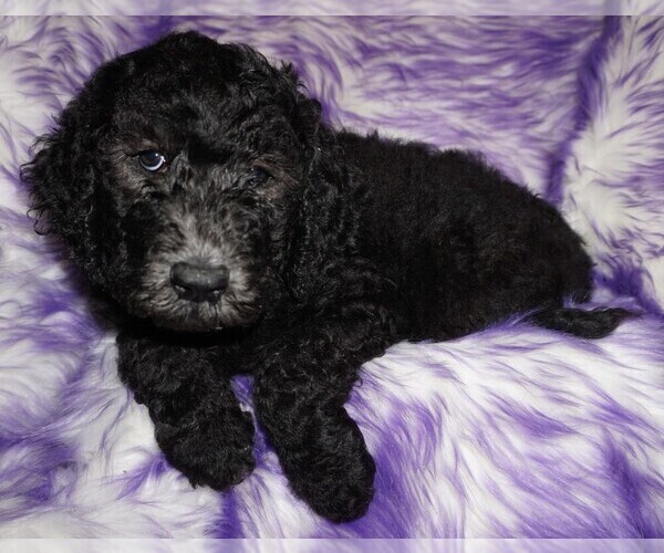 Medium Photo #4 Labradoodle Puppy For Sale in LA HABRA, CA, USA