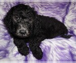 Small Photo #4 Labradoodle Puppy For Sale in LA HABRA, CA, USA