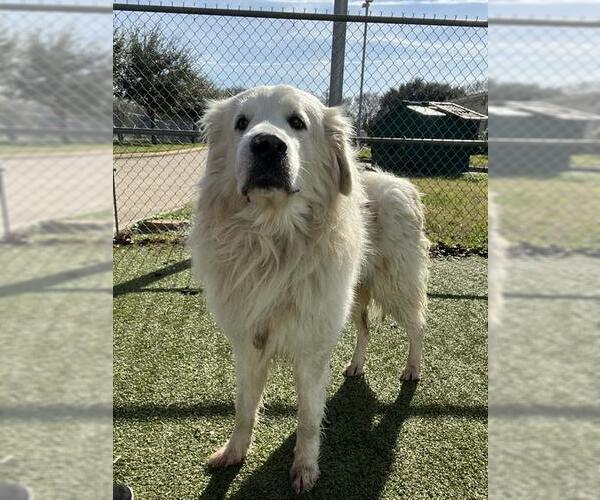 Medium Photo #1 Great Pyrenees-Unknown Mix Puppy For Sale in Pasadena, TX, USA