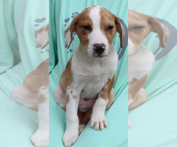 Medium Photo #2 Catahoula Leopard Dog-Labrador Retriever Mix Puppy For Sale in Prattville, AL, USA