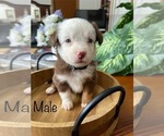 Puppy Puppy 6 Miniature Australian Shepherd