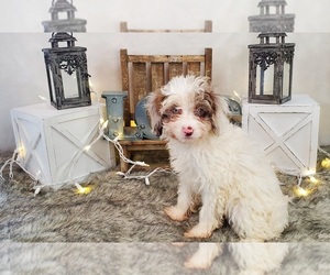 Aussie-Poo-Aussiedoodle Mix Puppy for sale in COLLEGE STA, TX, USA