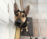 Small #18 German Shepherd Dog Mix