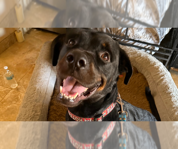Medium Photo #1 Rottweiler Puppy For Sale in Gilbert, AZ, USA