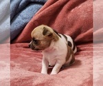 Small Photo #7 Chihuahua Puppy For Sale in MOUNT AIRY, NC, USA