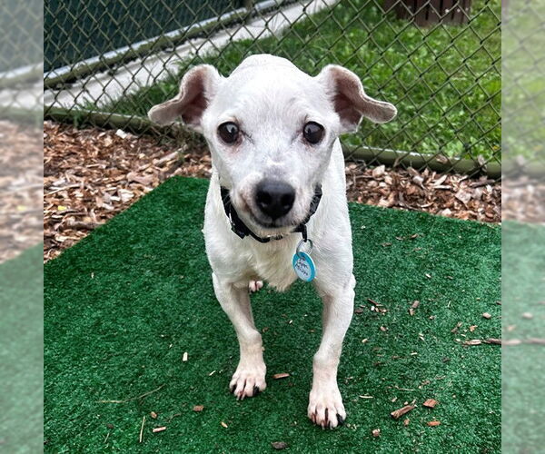 Medium Photo #2 Mutt Puppy For Sale in Waterford, VA, USA
