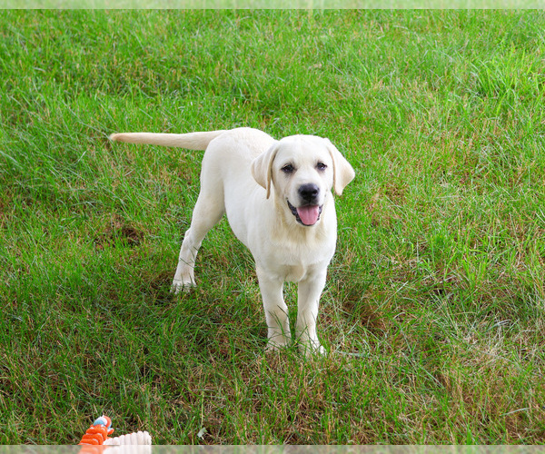 Medium Photo #8 Labrador Retriever Puppy For Sale in SYRACUSE, IN, USA