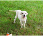 Small #7 Labrador Retriever