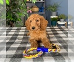 Small Photo #1 Goldendoodle Puppy For Sale in GREENWOOD, IN, USA