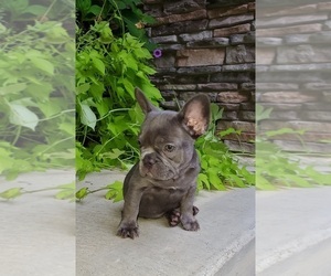 French Bulldog Puppy for Sale in MARYVILLE, Tennessee USA