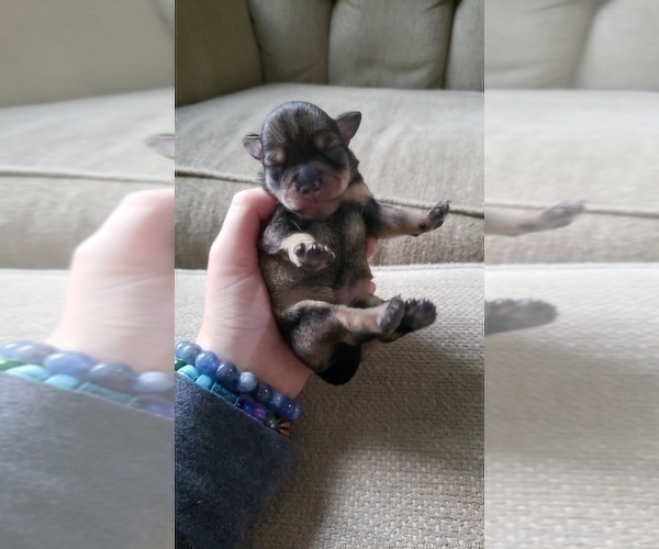 Medium Photo #17 Schnauzer (Miniature) Puppy For Sale in LEESBURG, VA, USA