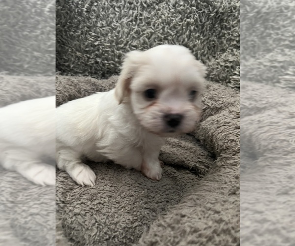 Medium Photo #36 Zuchon Puppy For Sale in RENO, NV, USA