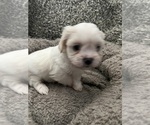 Small Photo #36 Zuchon Puppy For Sale in RENO, NV, USA