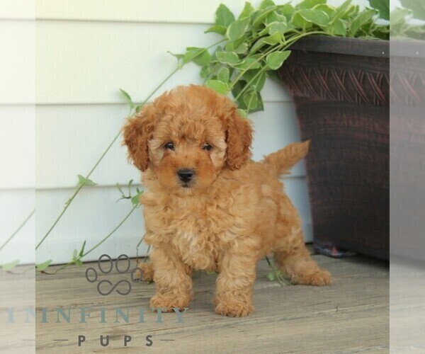 Medium Photo #3 Poodle (Miniature) Puppy For Sale in KIRKWOOD, PA, USA