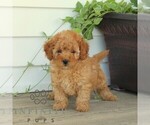 Small #2 Poodle (Miniature)