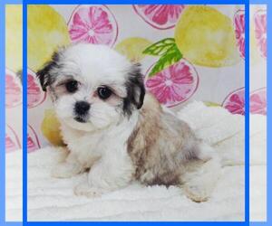 Mal-Shi Puppy for sale in TAYLOR, TX, USA