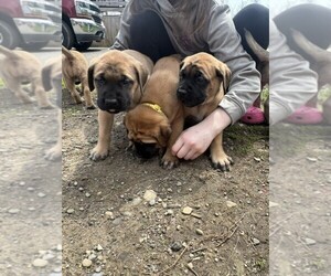 Mastiff Litter for sale in RANDOLPH, NY, USA