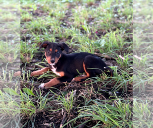 Blair - Female Doberman Pinscher-Unknown Mix Dog for Adoption - Photo #20