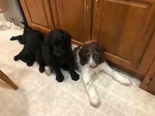 Labradoodle Puppy for sale in BREMEN, MN, USA