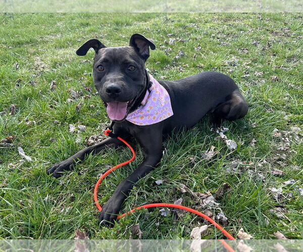 Medium Photo #2 American Pit Bull Terrier-Unknown Mix Puppy For Sale in Germantown, OH, USA
