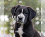 Small #1 Labrador Retriever Mix