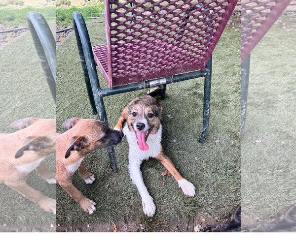 Medium Photo #2 Mutt Puppy For Sale in Tracy City, TN, USA