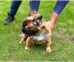 Mother of the French Bulldog puppies born on 04/01/2025