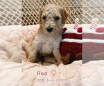 Puppy Red Goldendoodle