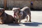 Small Photo #26 English Bulldog Puppy For Sale in LOS ANGELES, CA, USA