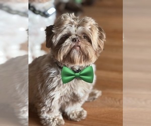 Father of the Shih Tzu puppies born on 01/22/2025