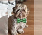 Small Photo #1 Shih Tzu Puppy For Sale in ORLANDO, FL, USA