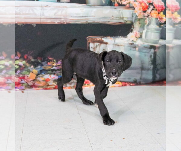 Medium Photo #4 Great Dane-Retriever  Mix Puppy For Sale in Springdale, PA, USA