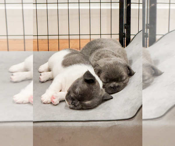 Medium Photo #18 French Bulldog Puppy For Sale in MIDLAND, TX, USA