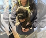 Small Photo #24 Cane Corso-Saint Bernard Mix Puppy For Sale in LIVERMORE, CA, USA