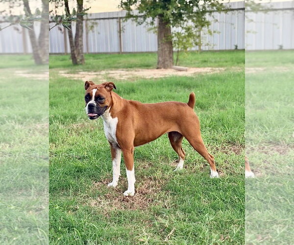 Medium Photo #1 Boxer Puppy For Sale in Dumont, NJ, USA