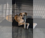 Ralph - 7 Months ( Great with kids and dogs ) - Male Mutt Dog for Adoption - Small photo