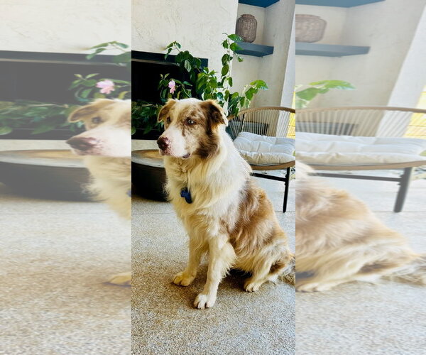 Medium Photo #2 Australian Shepherd Puppy For Sale in Tabernash, CO, USA
