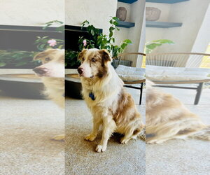 Romeo - Male Australian Shepherd Dog for Adoption - Photo #2