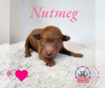 Puppy Nutmeg Poodle (Toy)
