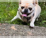 Small #2 Pug