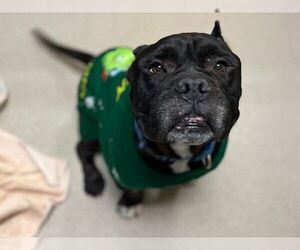 Bullypit Dogs for adoption in Denver, CO, USA