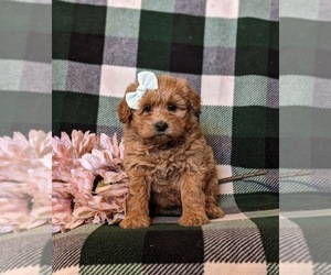 Havanese Puppy for sale in QUARRYVILLE, PA, USA
