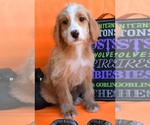 Small Photo #13 Australian Labradoodle Puppy For Sale in ASPERMONT, TX, USA