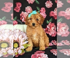 Cock-A-Poo Puppy for sale in ELKTON, MD, USA