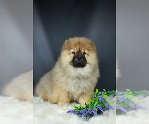 Chow Chow Puppy for sale in Moscow, Moscow, Russia