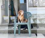 Small #5 Beagle