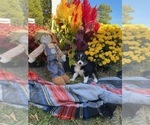 Small #7 Australian Shepherd