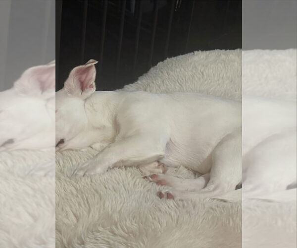 Medium Photo #9 Free-Lance Bulldog Puppy For Sale in Bellevue, WA, USA