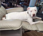 Small #10 American Pit Bull Terrier Mix