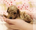 Small Photo #10 Poodle (Toy) Puppy For Sale in COATESVILLE, PA, USA